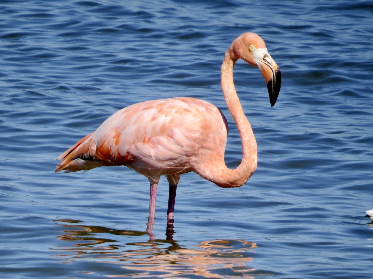 American Flamingo - ML608379227