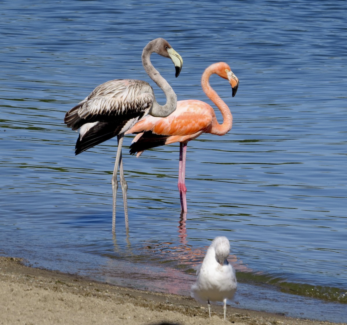 American Flamingo - ML608379229