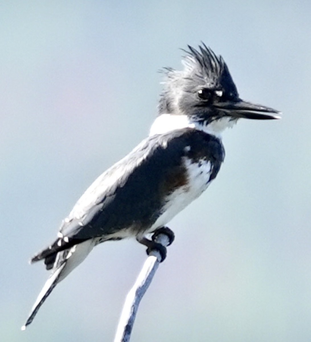 Belted Kingfisher - ML608379771