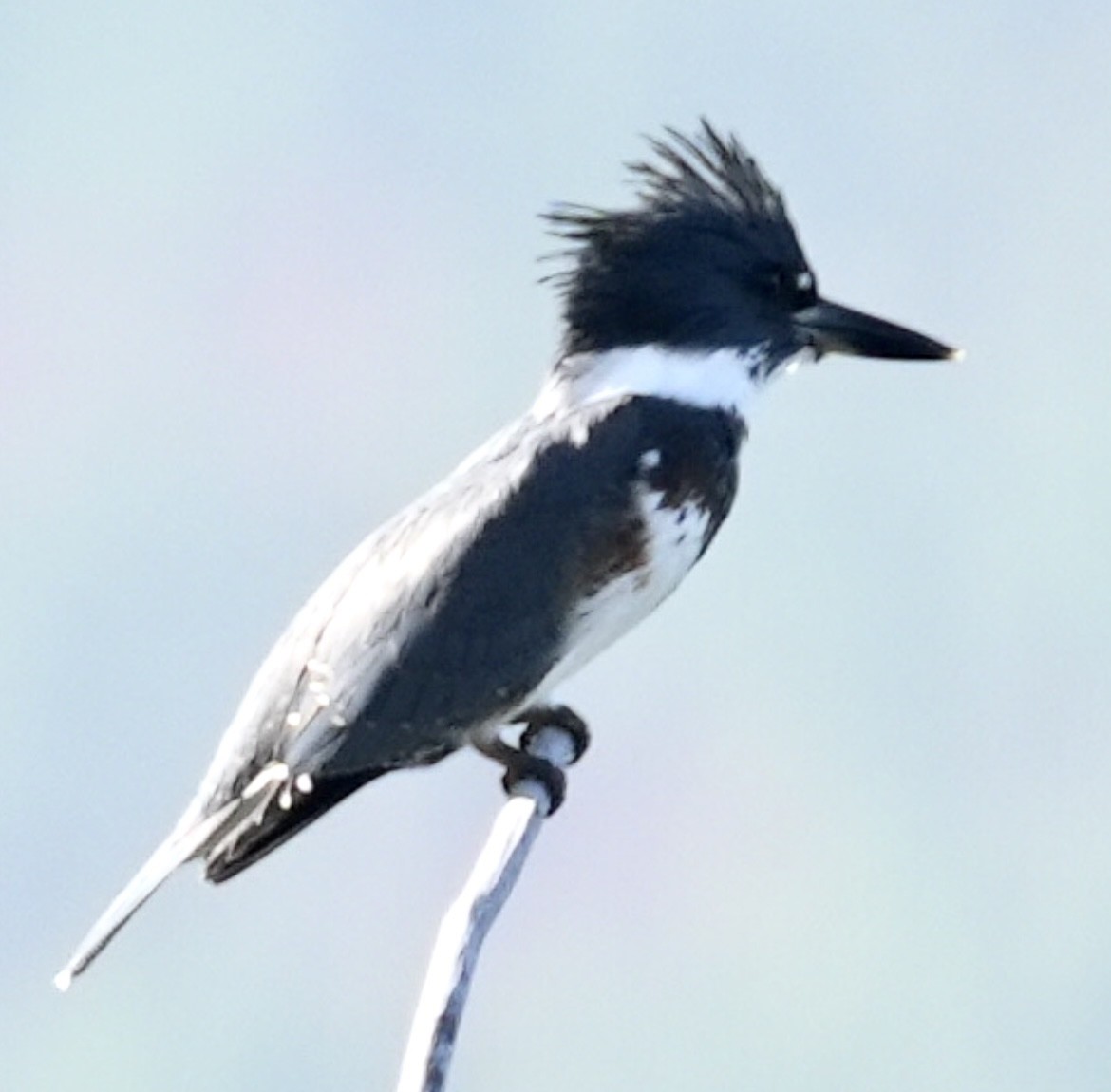 Belted Kingfisher - ML608379772