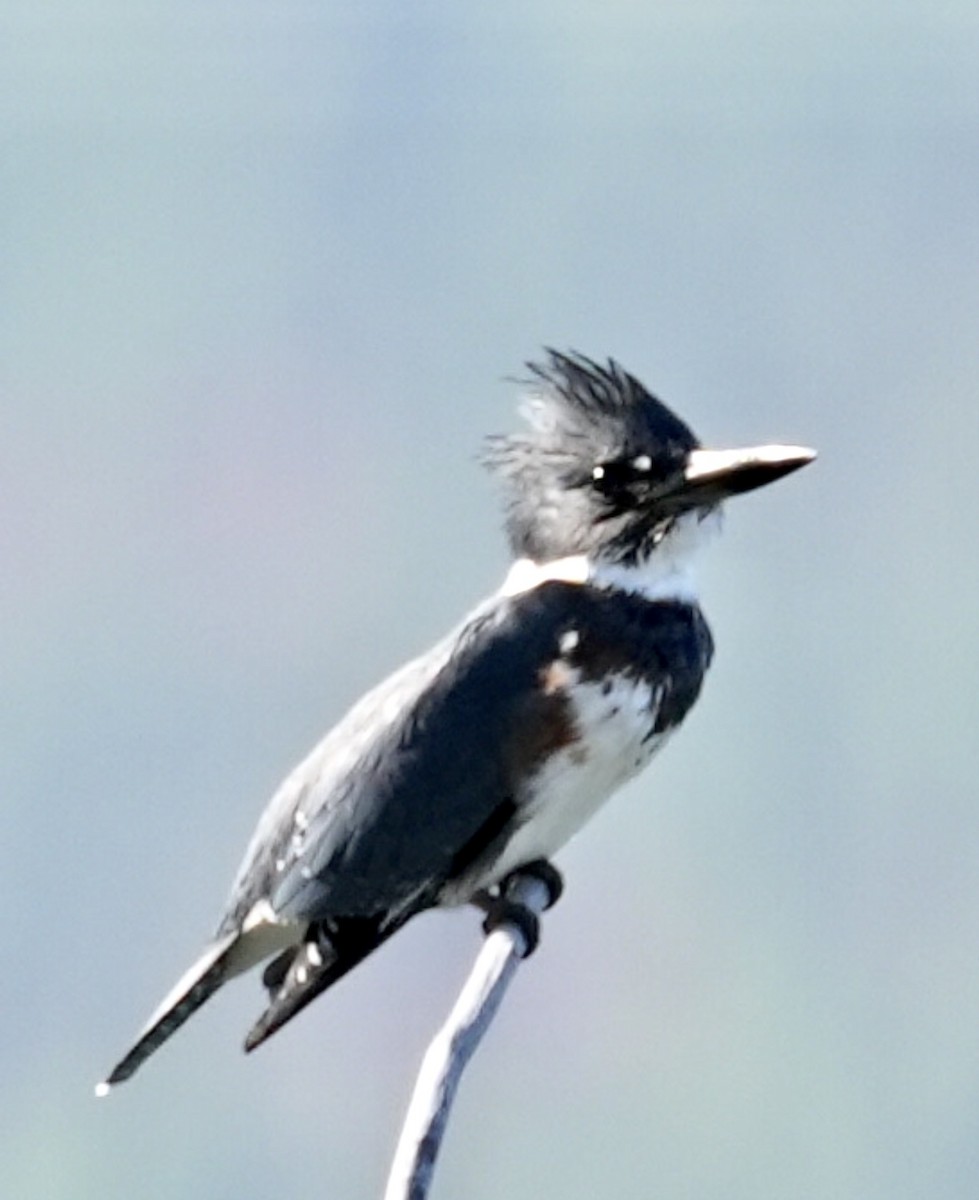 Belted Kingfisher - ML608379773