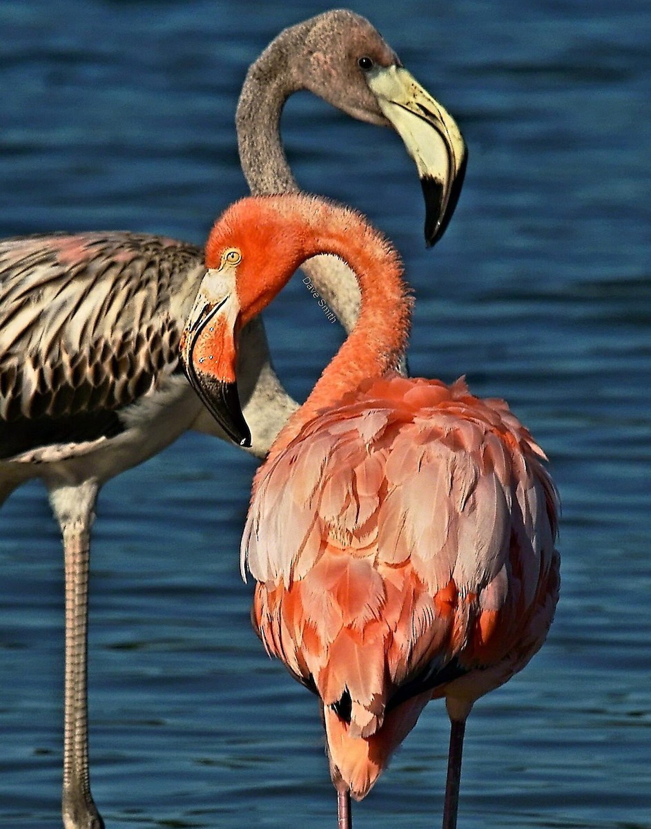 American Flamingo - ML608379799