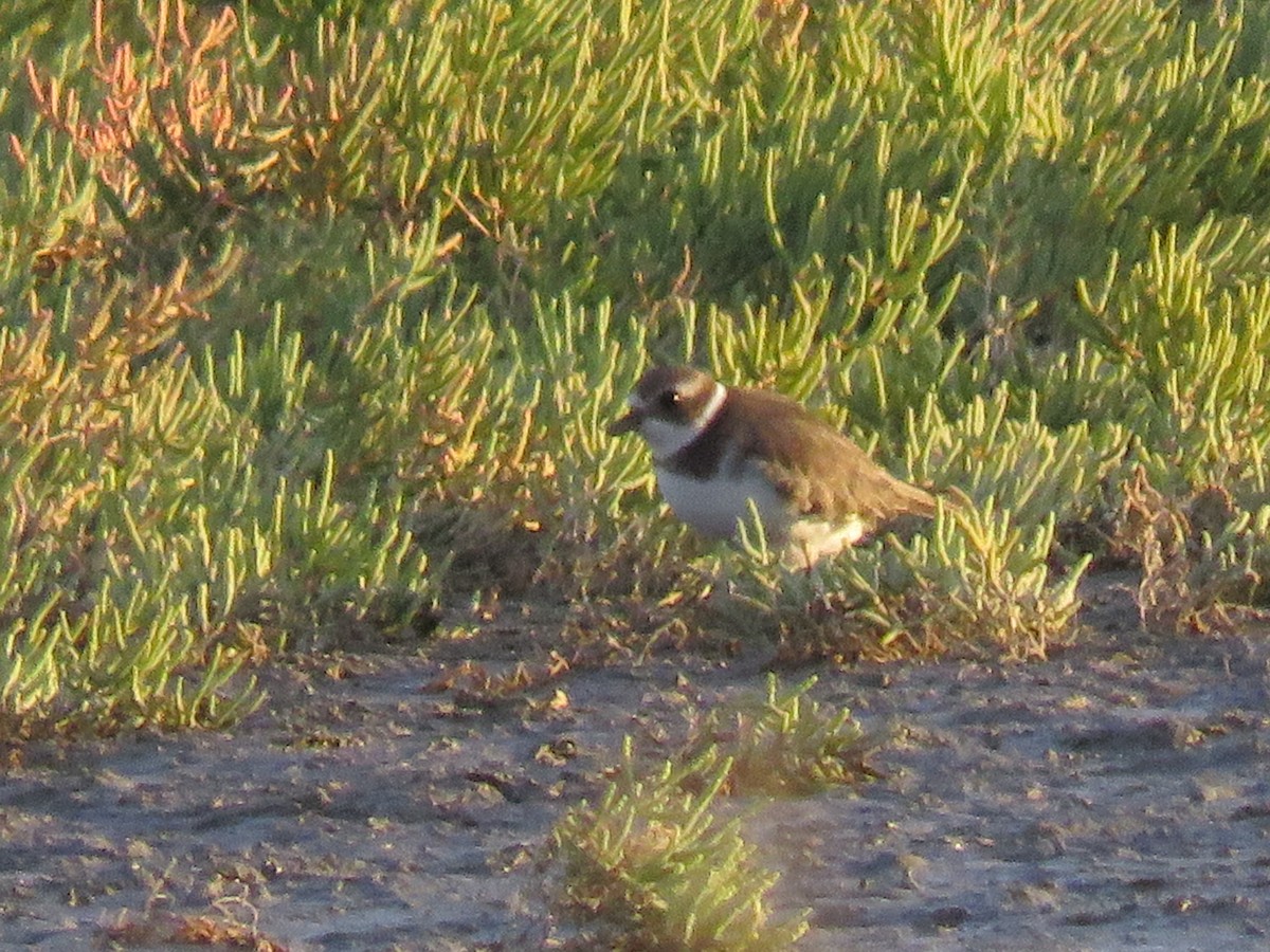 Semipalmated Plover - ML608379900