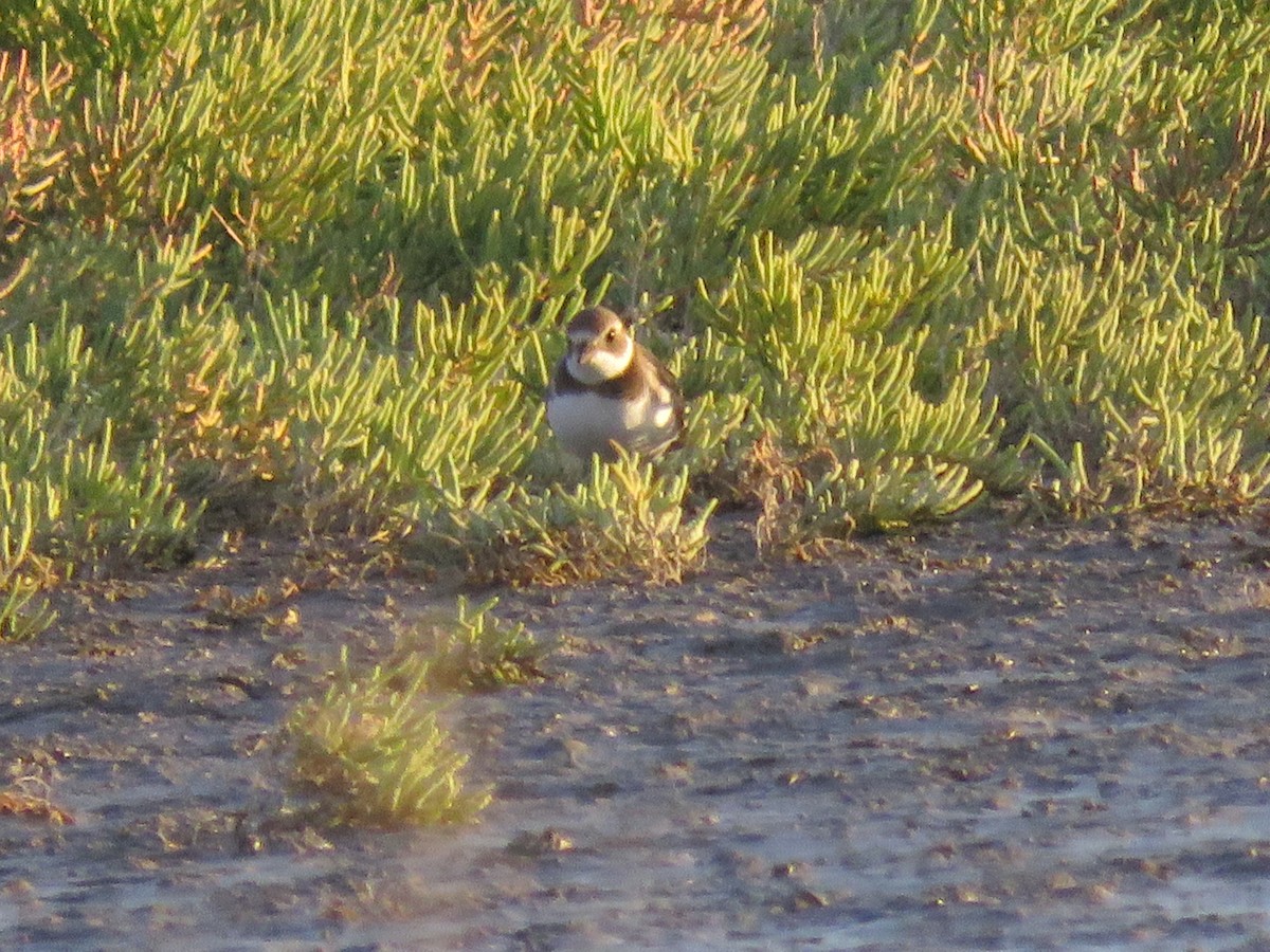 Semipalmated Plover - ML608379912