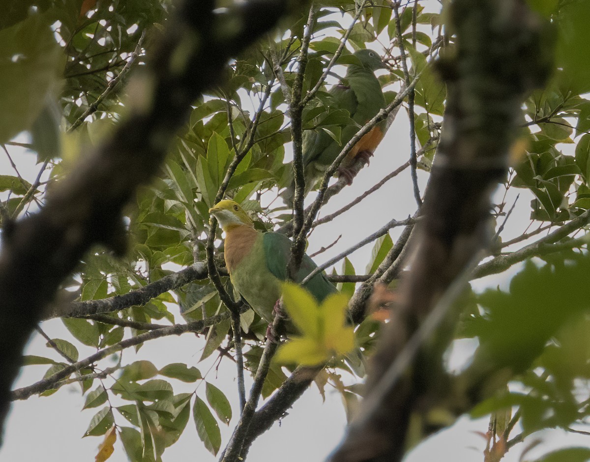 Pink-spotted Fruit-Dove - ML608380116