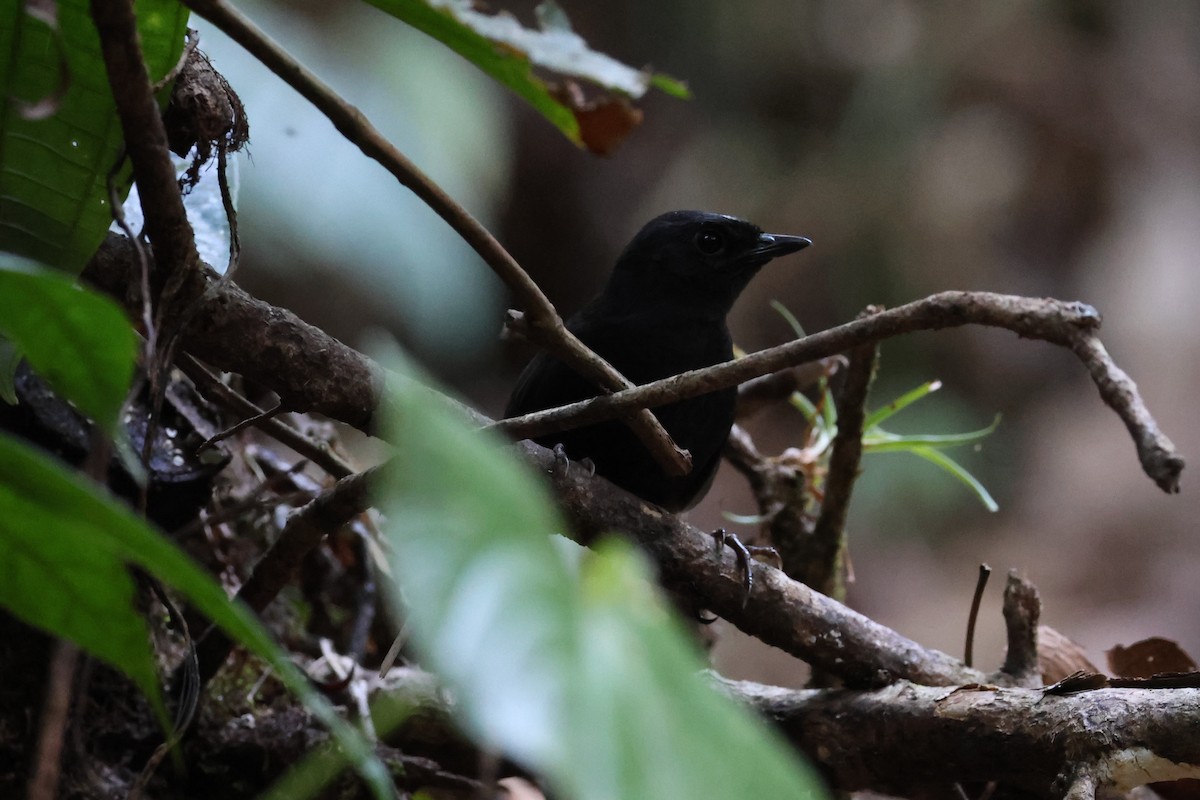 White-crowned Tapaculo - ML608380587