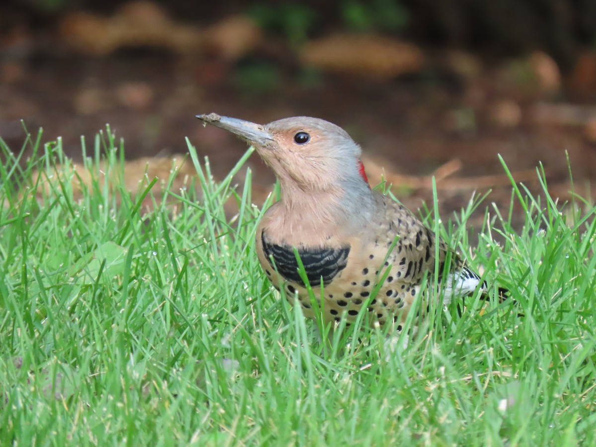 Northern Flicker (Yellow-shafted) - ML608380649
