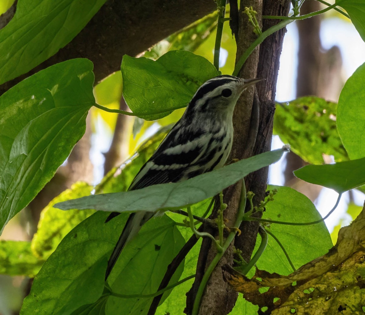 Black-and-white Warbler - ML608380832