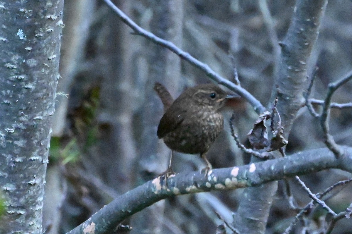 Pacific Wren - Syd Cannings