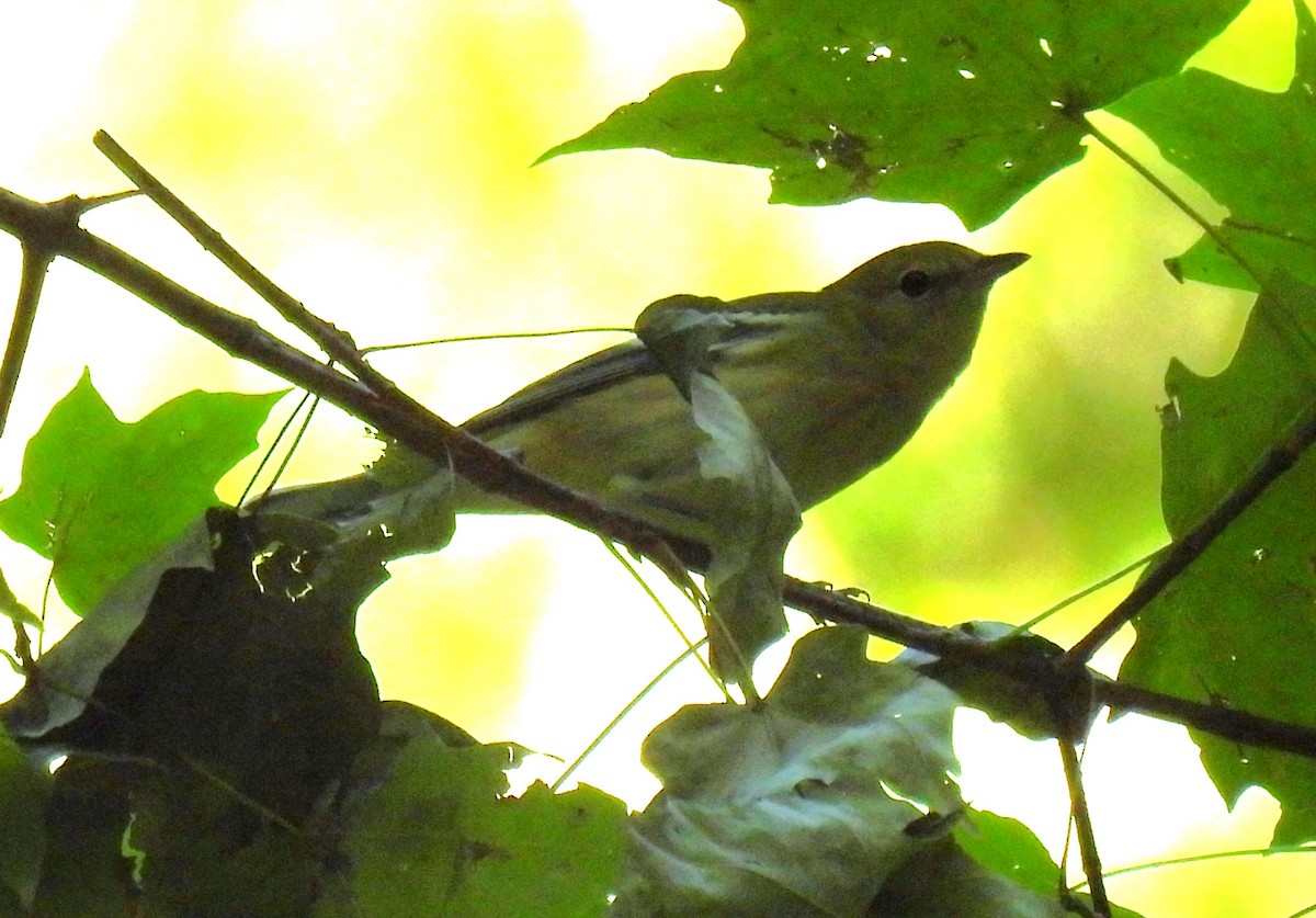 Bay-breasted Warbler - ML608380877