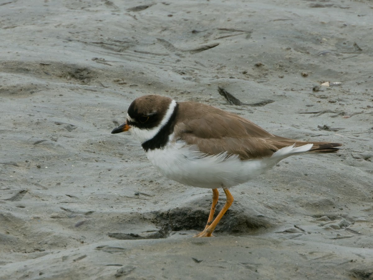 Semipalmated Plover - ML608380910