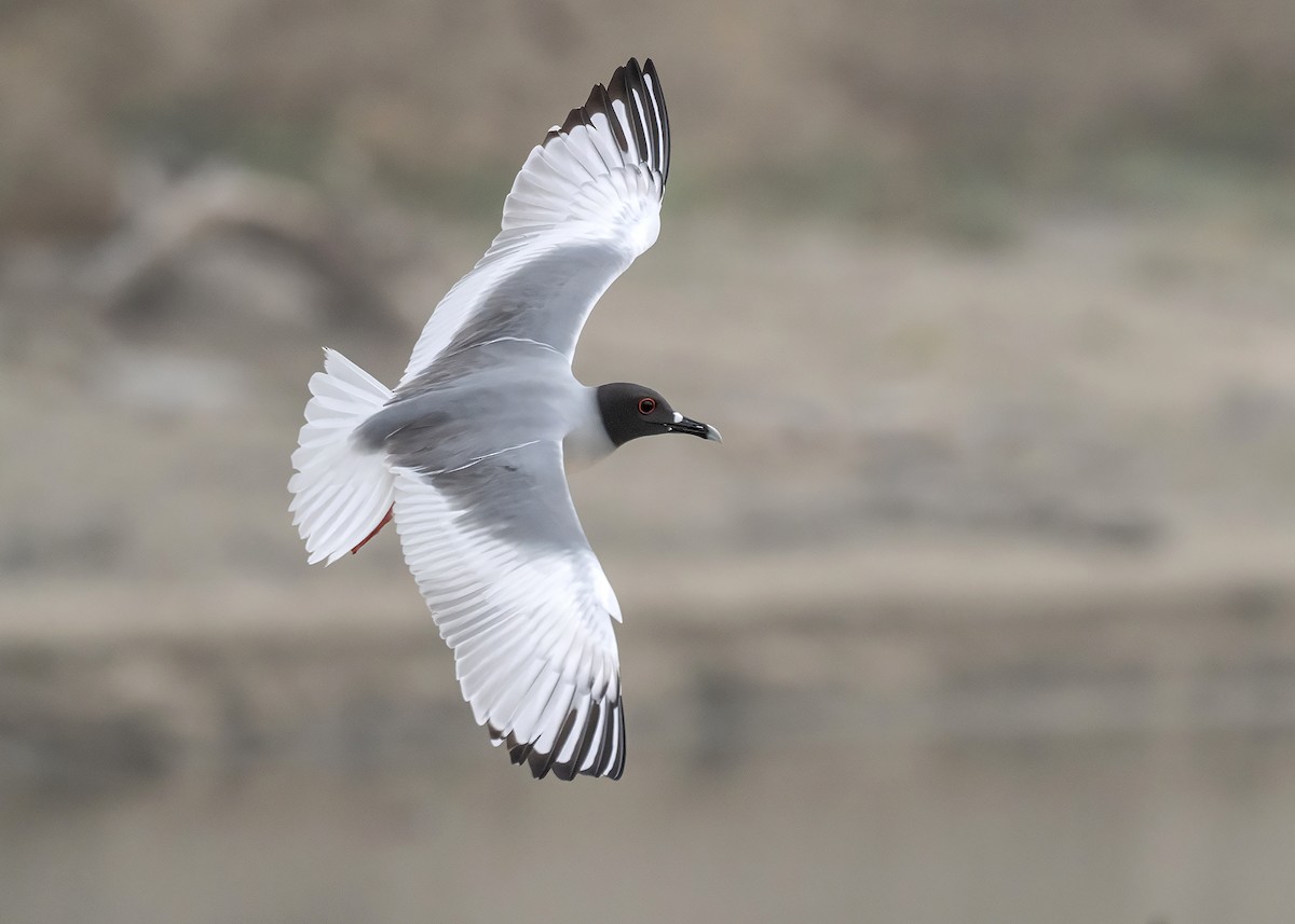 Swallow-tailed Gull - ML608381216