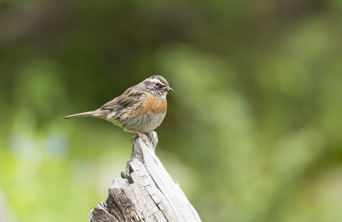 Rufous-breasted Accentor - ML608381389