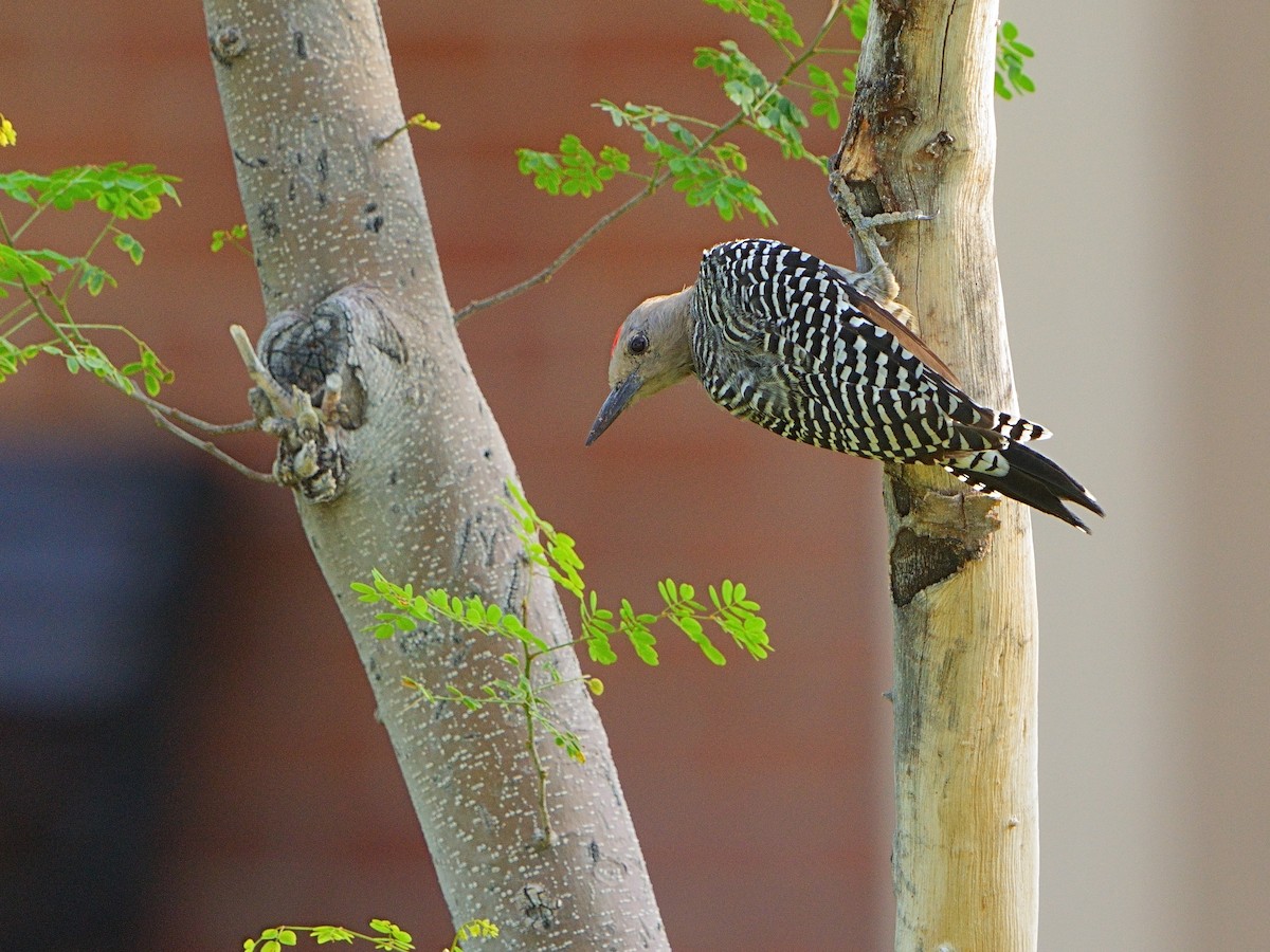Gila Woodpecker - ML608381855