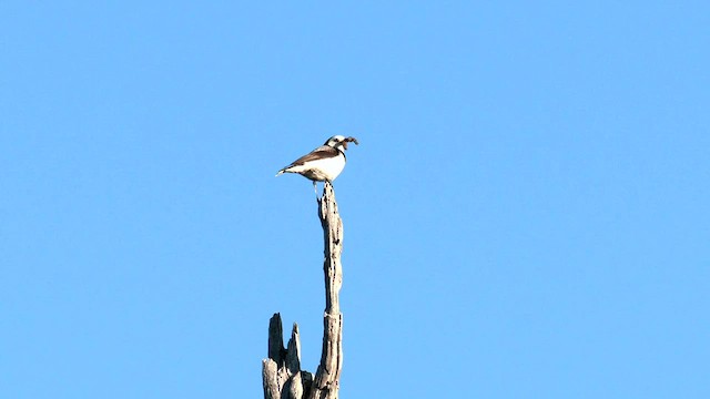 White-fronted Chat - ML608381929