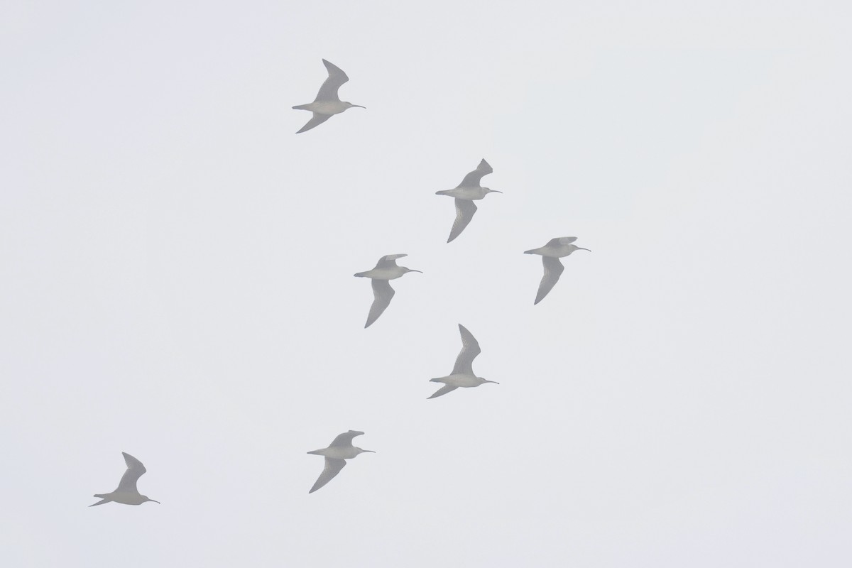 ebird-checklist-1-sep-2023-san-gregorio-sb-19-species-1-other-taxa