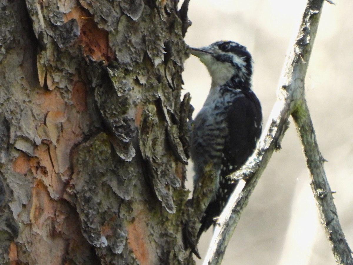 American Three-toed Woodpecker - Kimberly Berry