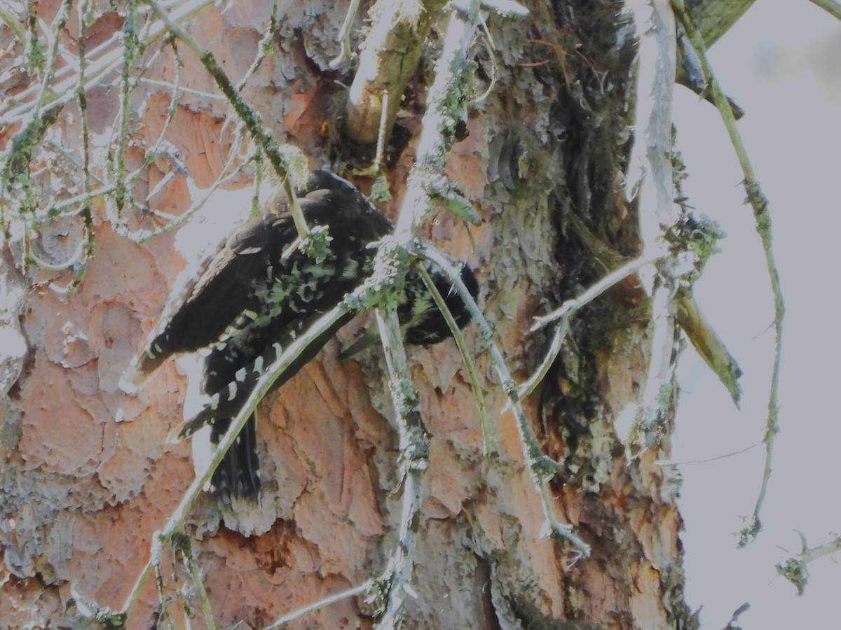 American Three-toed Woodpecker - ML608382227