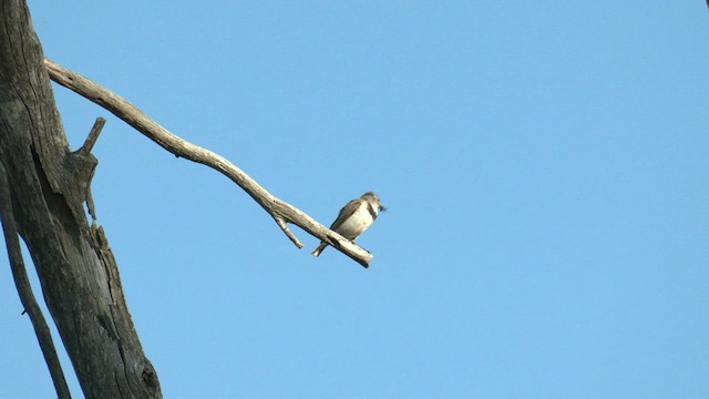 White-fronted Chat - ML608382245