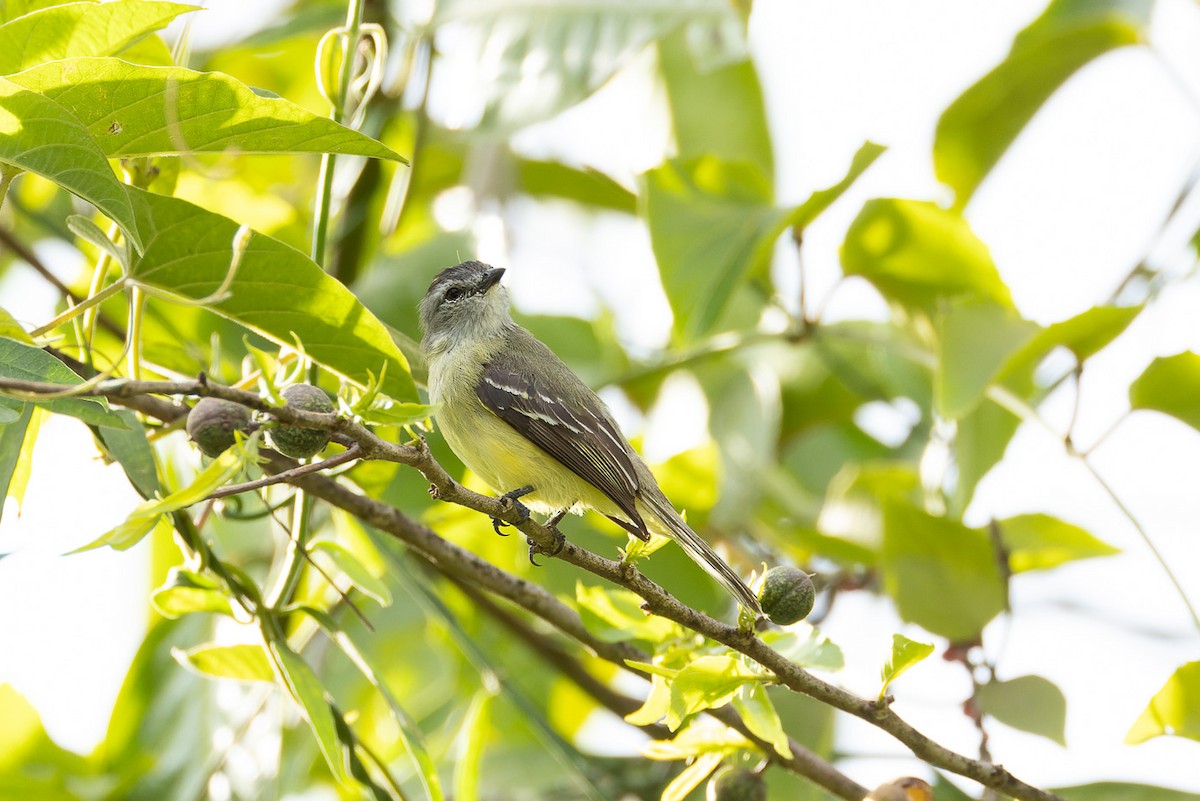 Yellow-crowned Tyrannulet - ML608382342