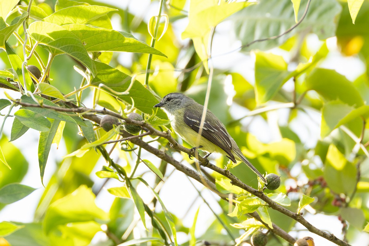 Yellow-crowned Tyrannulet - ML608382343