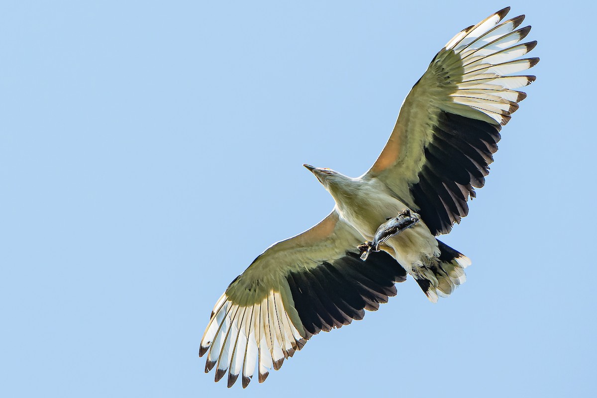 African Fish-Eagle - ML608382531