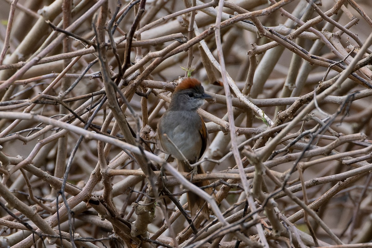 Pale-breasted Spinetail - ML608382736