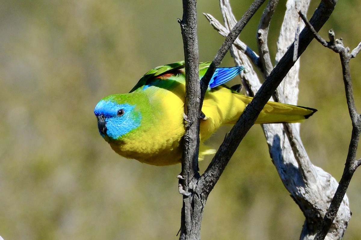 Turquoise Parrot - Adrian Brooks