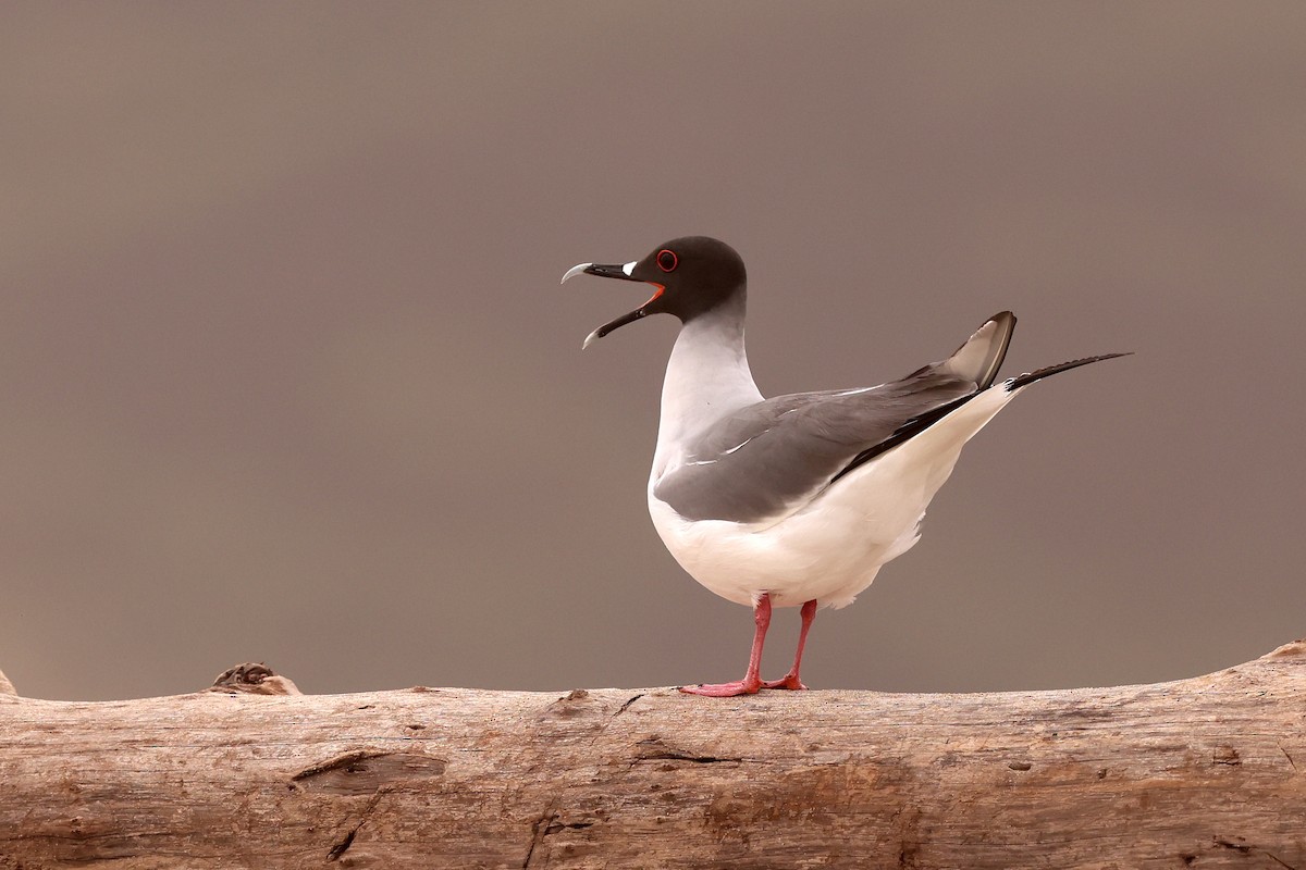 Swallow-tailed Gull - Aaron Maizlish