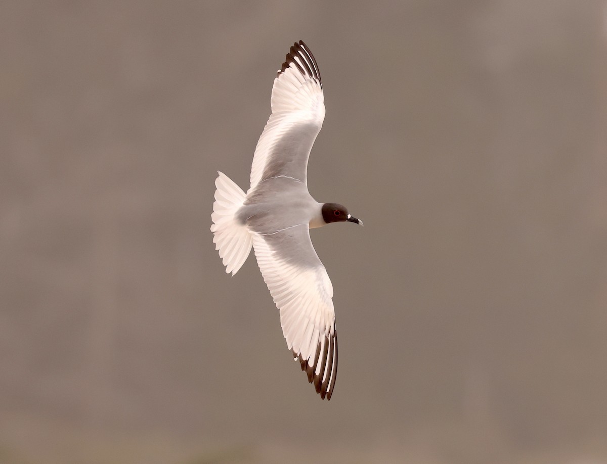 Swallow-tailed Gull - ML608383063