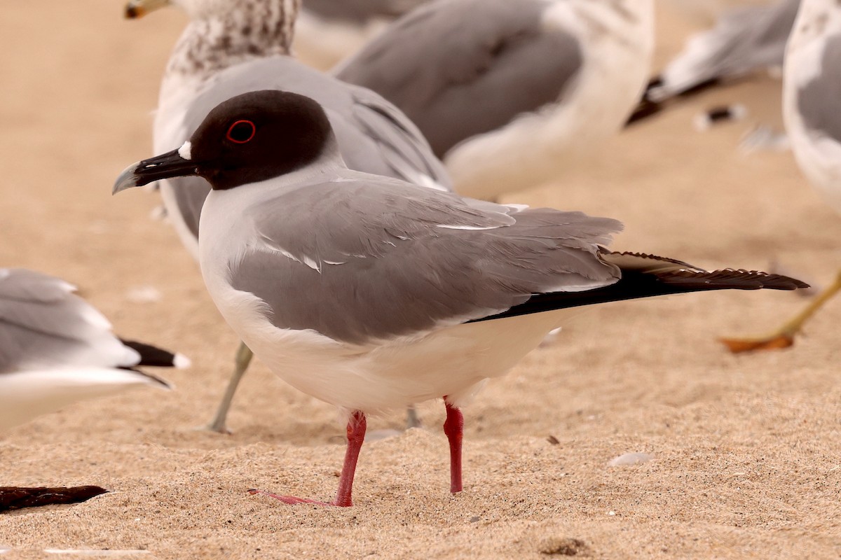 Swallow-tailed Gull - ML608383064