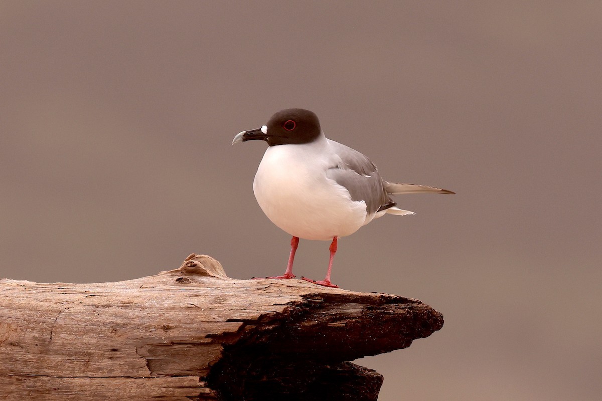 Swallow-tailed Gull - ML608383065