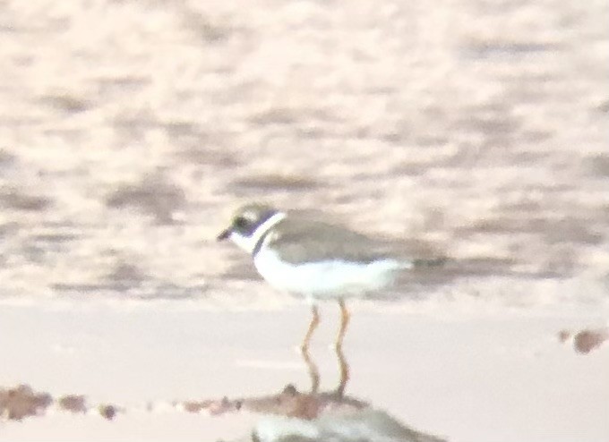 Semipalmated Plover - ML608383100