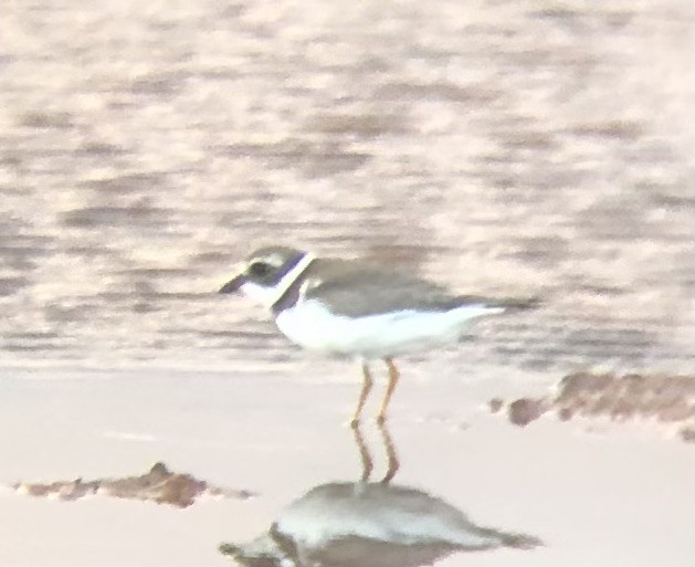 Semipalmated Plover - ML608383103