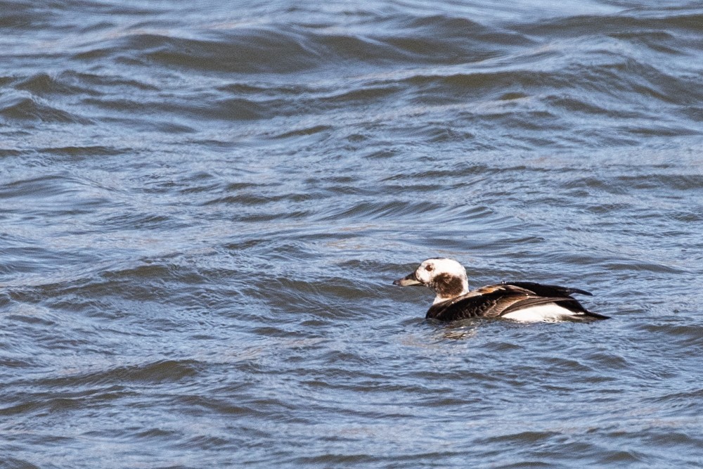 Long-tailed Duck - ML608383295