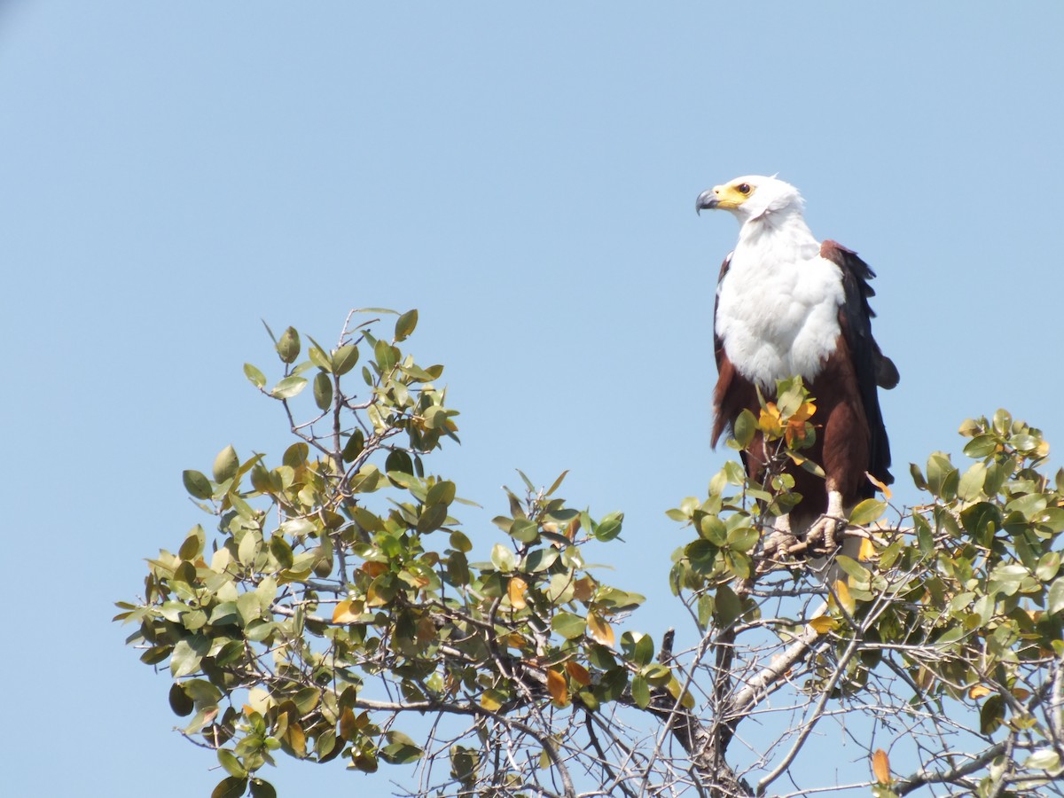 African Fish-Eagle - ML608383527