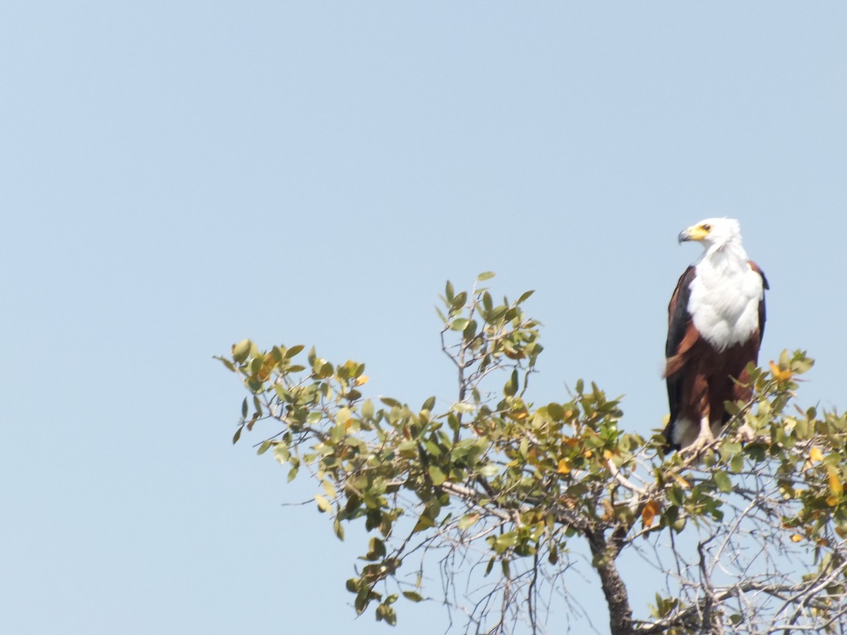 African Fish-Eagle - ML608383537