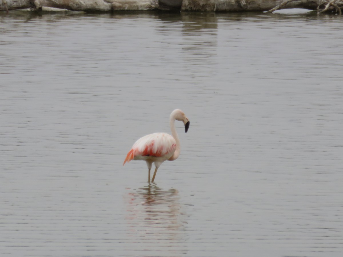 Chilean Flamingo - ML608383573