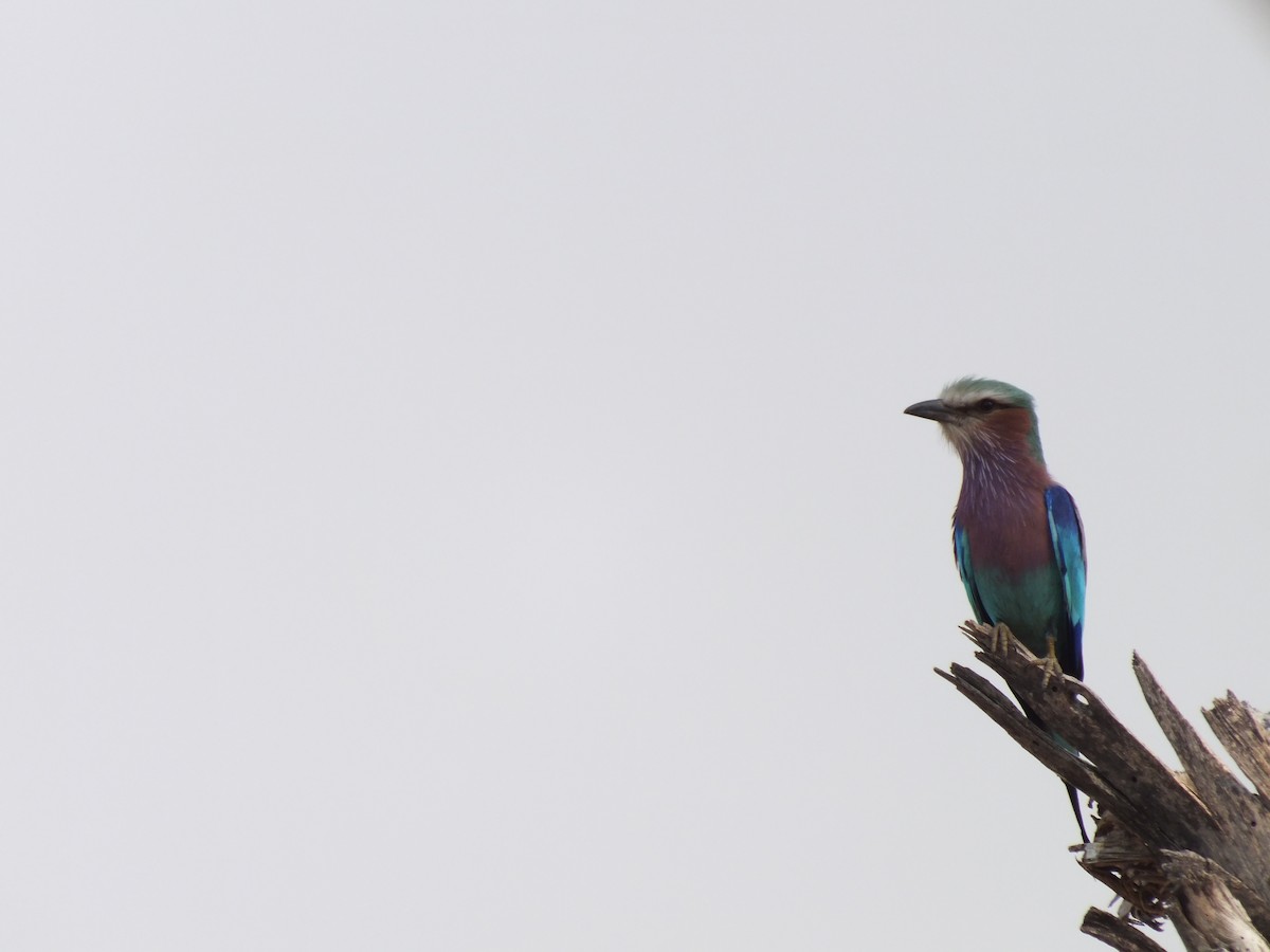 Lilac-breasted Roller - ML608383614