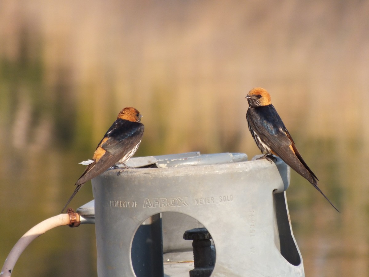 Lesser Striped Swallow - Gael Hurtado Barreiro
