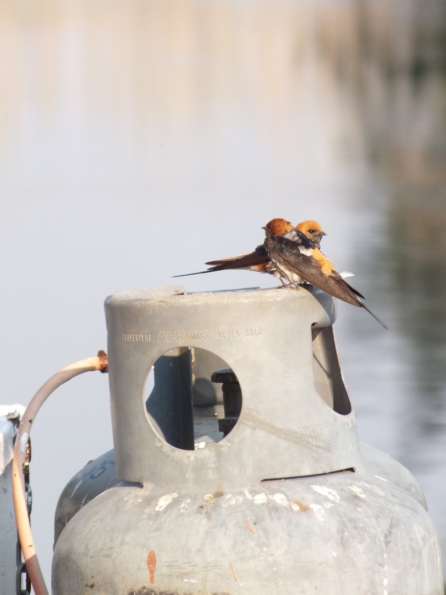 Lesser Striped Swallow - Gael Hurtado Barreiro