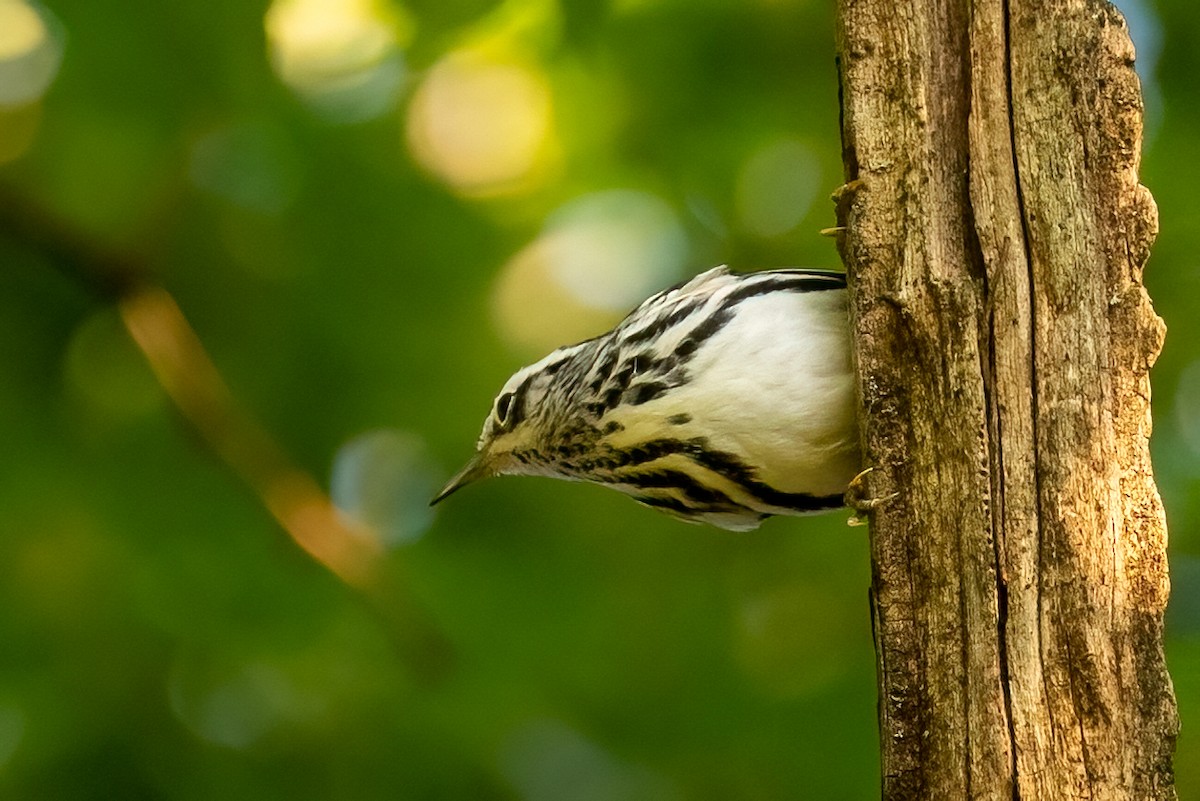 Black-and-white Warbler - ML608383964