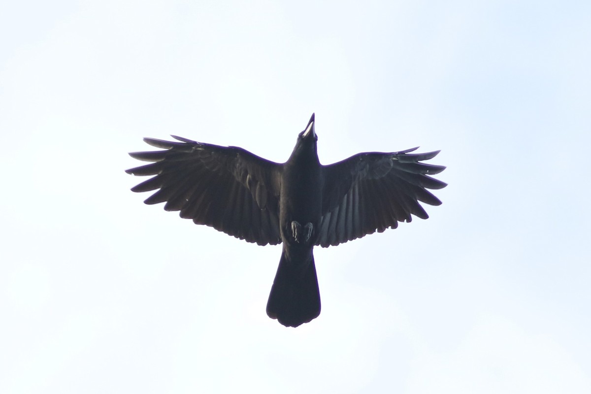Large-billed Crow - ML608384968