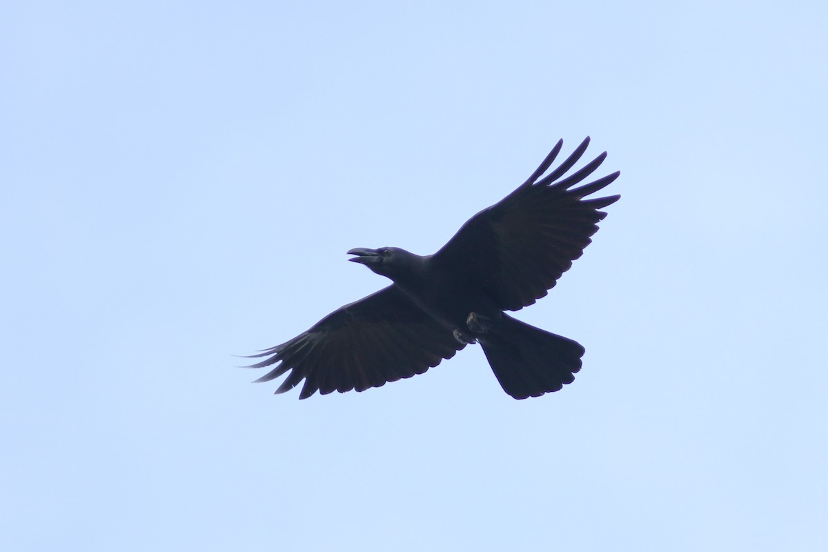 Large-billed Crow - ML608384969