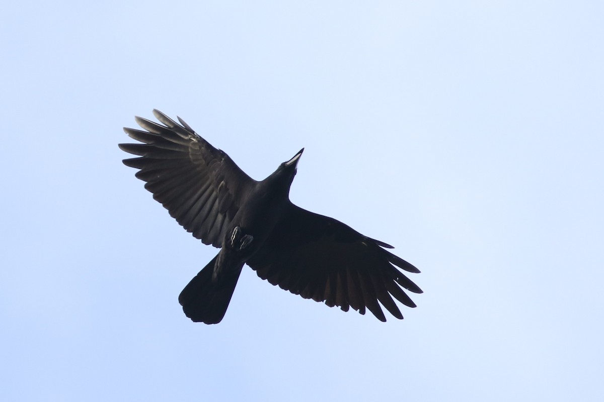 Large-billed Crow - ML608384970