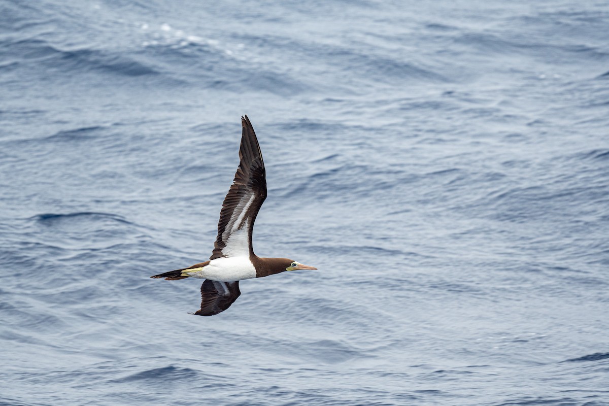 Brown Booby (Brewster's) - ML608385114
