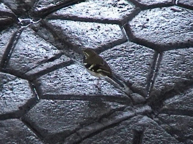 Forest Wagtail - ML608385152