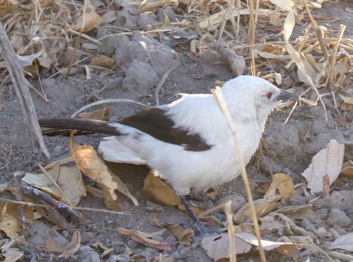 Southern Pied-Babbler - ML608385221