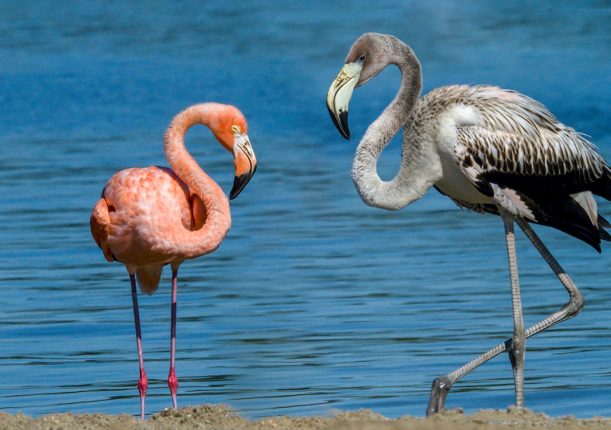 Amerika Flamingosu - ML608385506