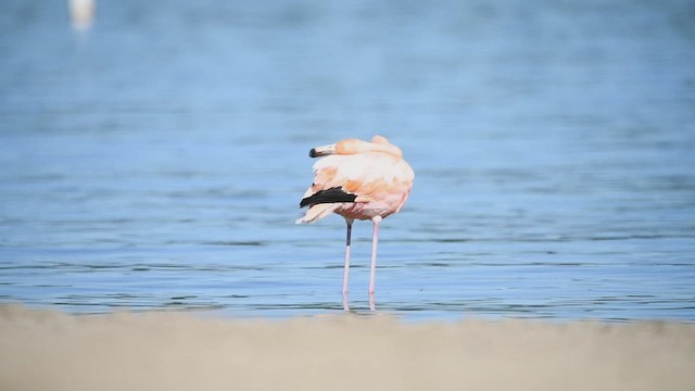 Amerika Flamingosu - ML608385515